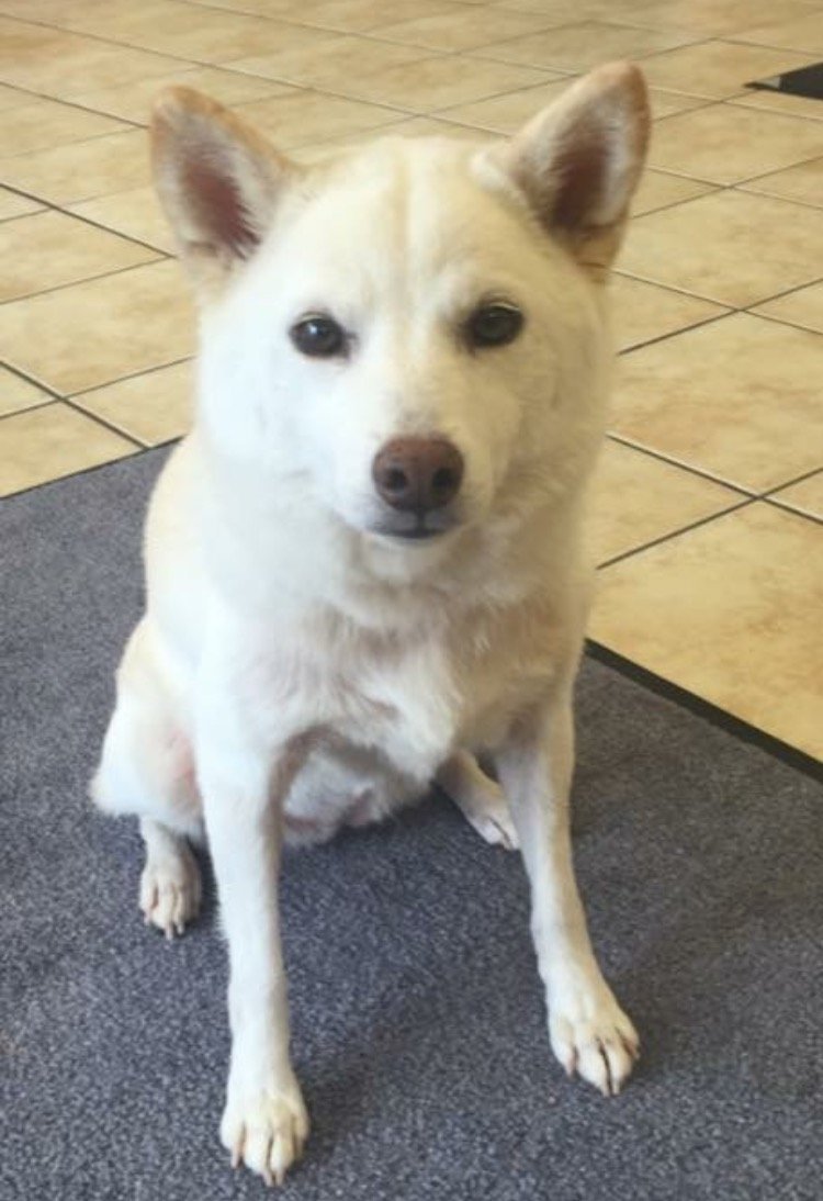 A white medium sized dog looking so happy after having her allergy issues solved