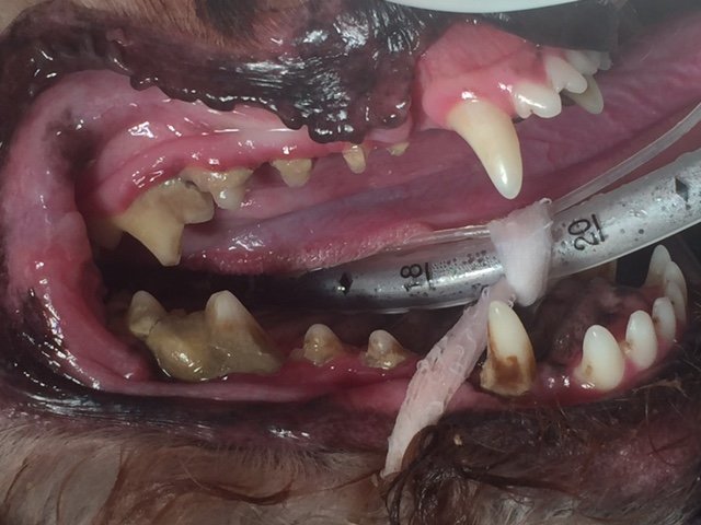 A dog before having their teeth cleaned