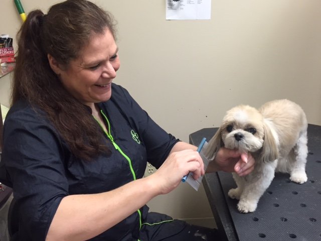 The groomer smiling while working on brushing out a small beige dog