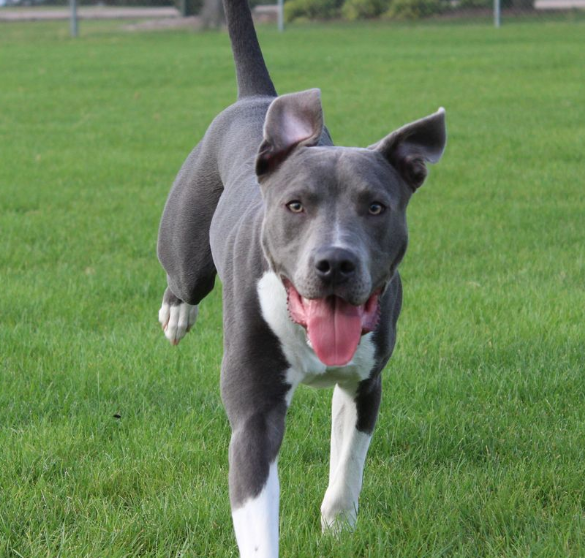 A grey and white pittbull running happily toward the camera